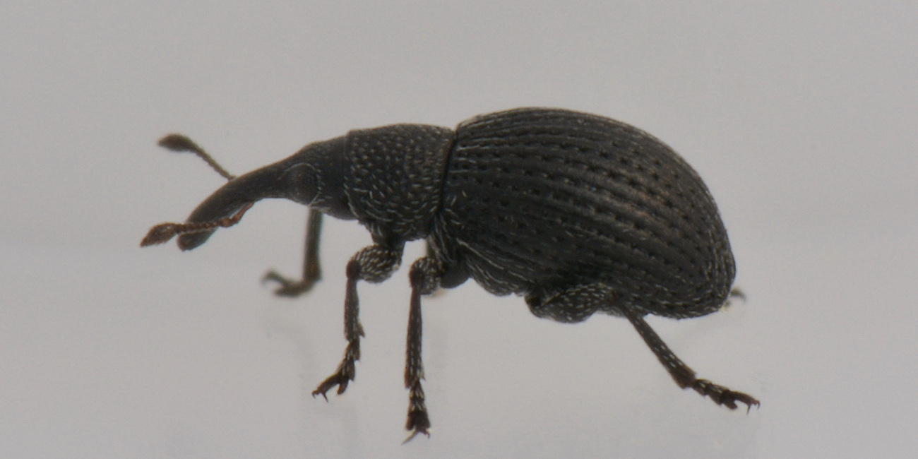 Apionidae:  Melanapion sp?  Sì, Melanapion minimum, femmina